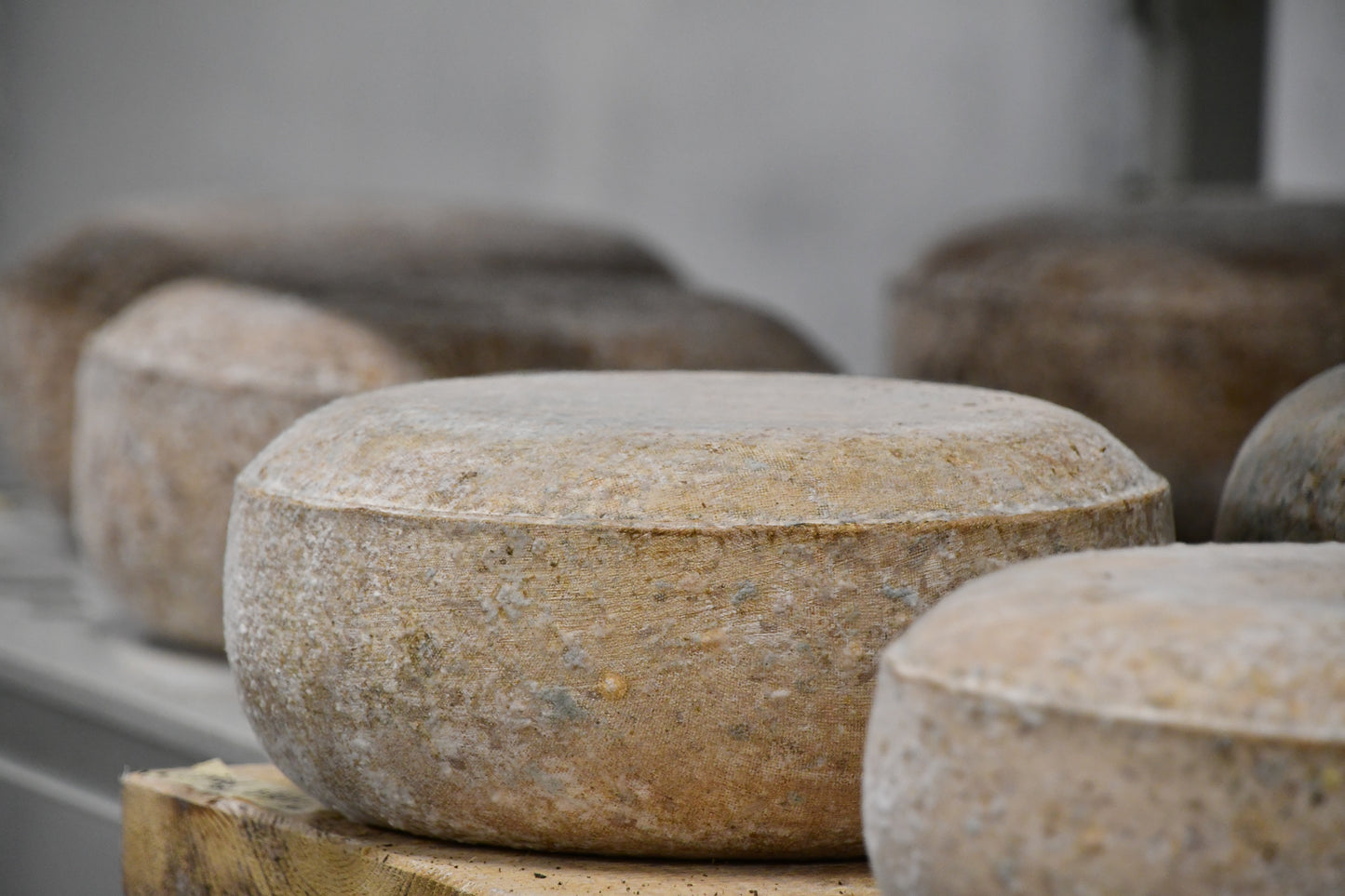 Meddybemps Cheese