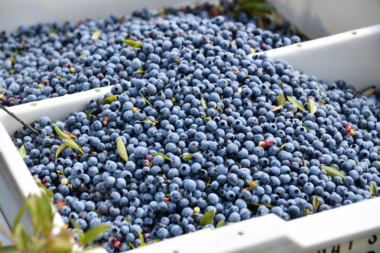 Organic Hand-Raked Wild Blueberries (Frozen) - 5 LB. Box.