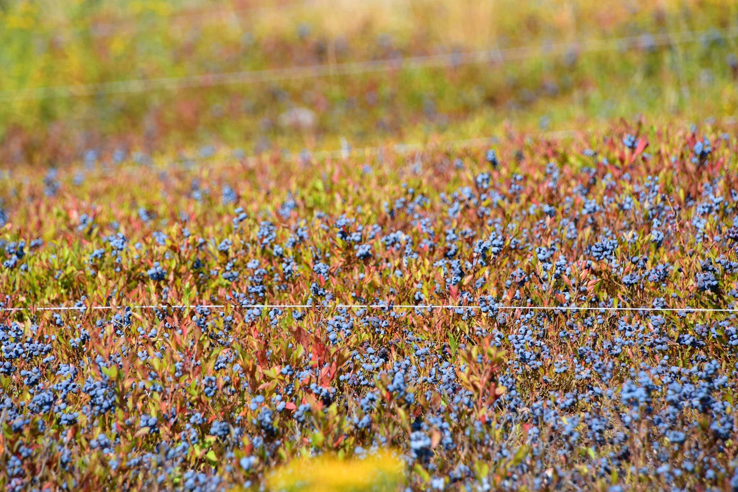 Organic Hand-Raked Wild Blueberries (Frozen) - 5 LB. Box.
