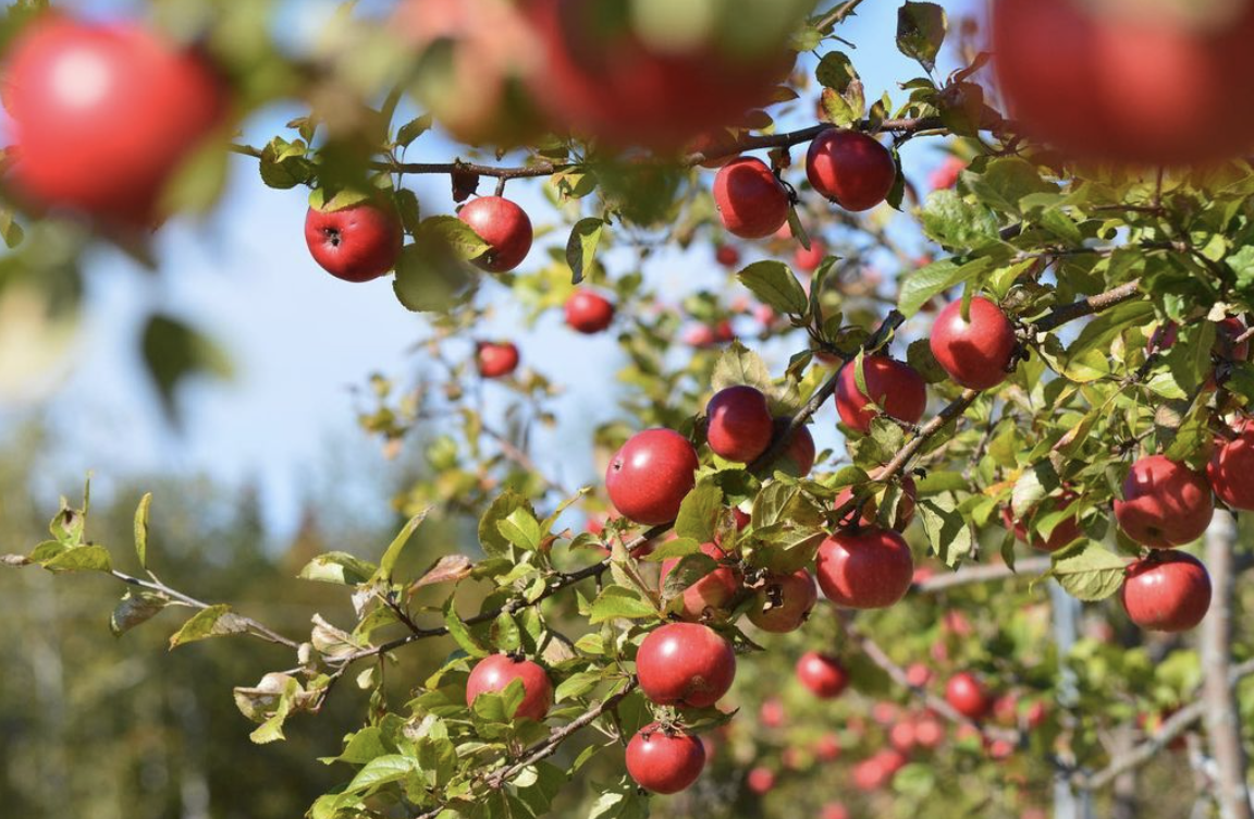 Organic Apple Cider Jelly