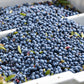 Returning Soon: Organic Hand-Raked Wild Blueberries (Frozen) - 5 LB. Box.